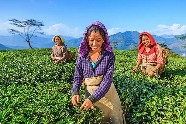 Darjeeling tour packages and travel guide
