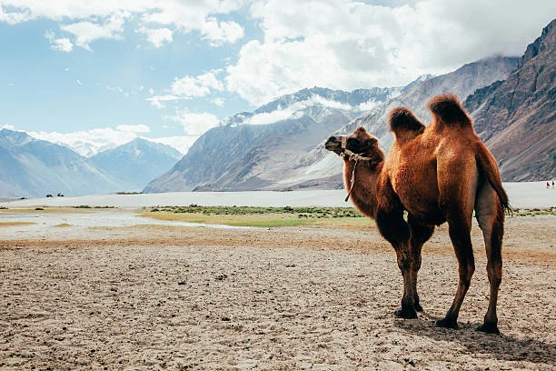 Leh Ladakh Tour Packages from Surat | 7 Nights 8 Days Ladakh Trip
