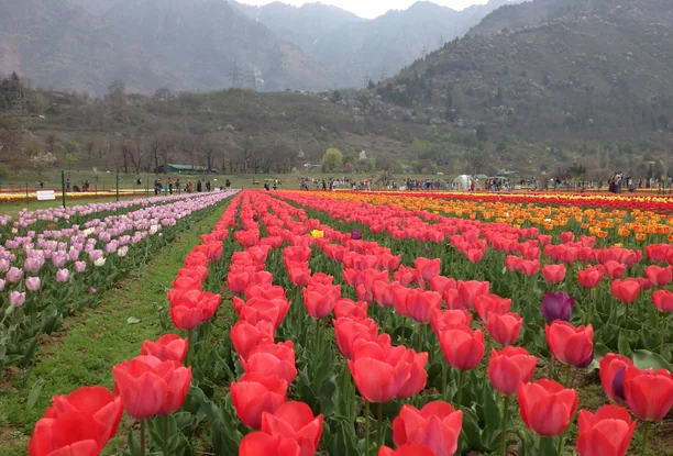 4 Nights 5 Days Kashmir Tour Package
