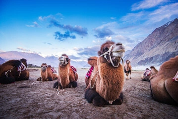 Leh Ladakh Tour Packages from Maharashtra - C Himalaya