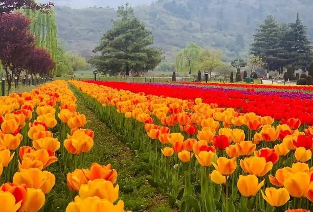 Kashmir Group Tour - 5 Days