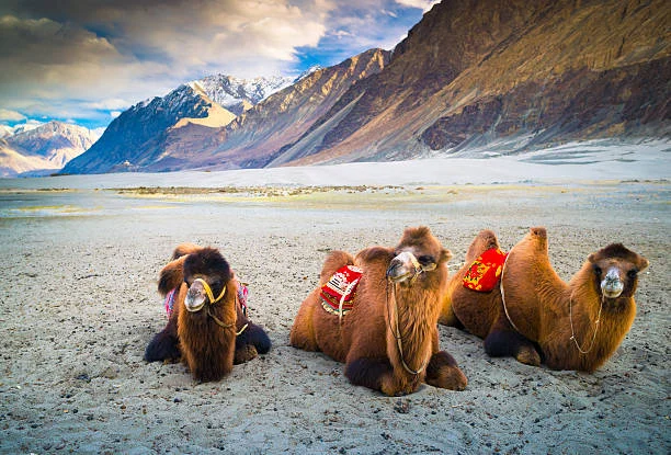 Discover Leh Ladakh Tour Package - 10 Days Ladakh Tour | C Himalaya