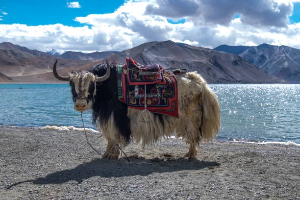 Leh Ladakh Tour Packages from Kolkata | 8 Days Scenic Ladakh Trip