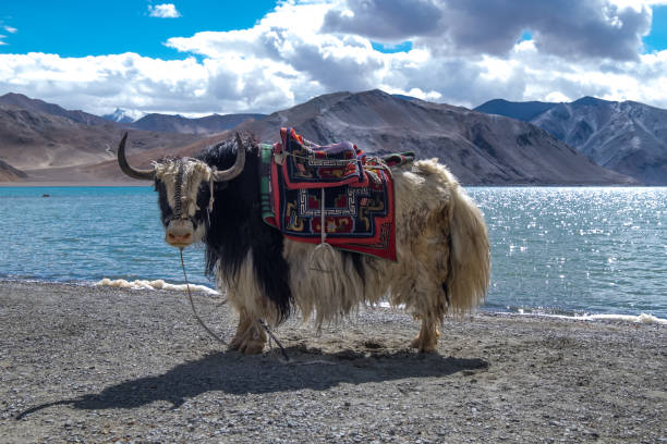 Leh Ladakh Tour Package for 4 Days - Ladakh tour package