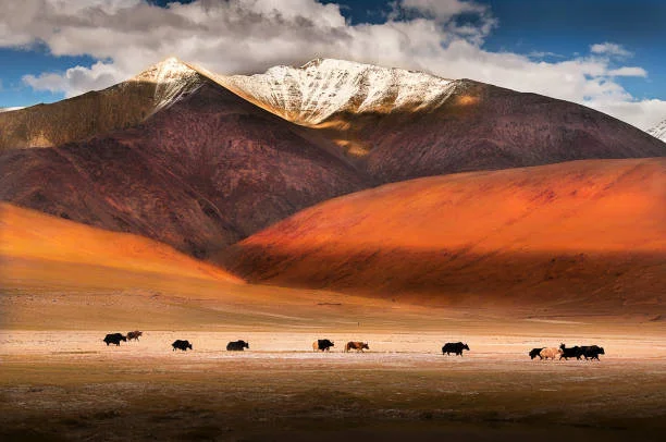 Leh Ladakh Tour Packages from Kochi - C Himalaya - Ladakh tour package